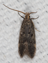 Neodactylota