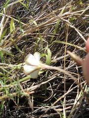 Oxalis hirta tenuicaulis