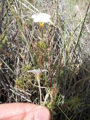 Oxalis hirta tenuicaulis