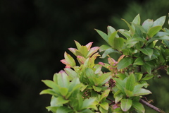 Vaccinium cylindraceum