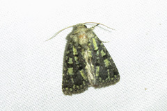 Paramiana smaragdina