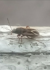 Xanthochilus saturnius