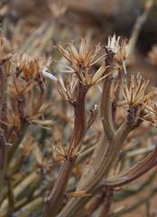 Kleinia longiflora