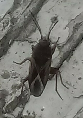 Xanthochilus saturnius