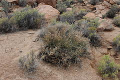 Kleinia longiflora