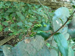 Elaeodendron croceum