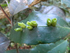 Elaeodendron croceum