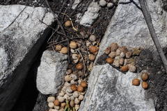 Pronolagus saundersiae