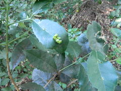 Elaeodendron croceum