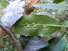 Elaeodendron croceum