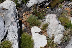 Pronolagus saundersiae