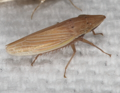 Draeculacephala septemguttata