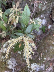 Vesselowskya rubifolia