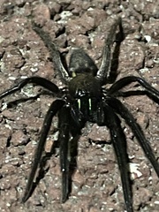 Segestria florentina