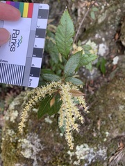 Vesselowskya rubifolia