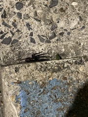 Segestria florentina