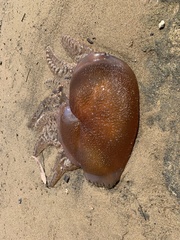 Catostylus mosaicus