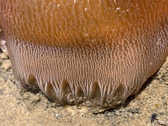 Catostylus mosaicus