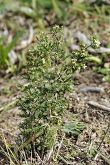 Asparagus capensis capensis