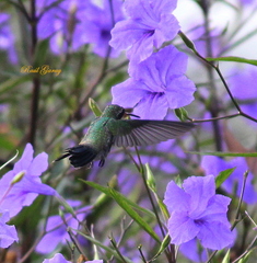 Cynanthus latirostris