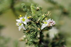 Asparagus capensis capensis