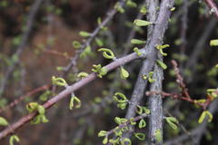 Portulacaria fruticulosa