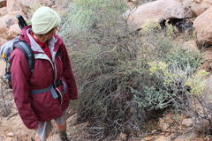 Portulacaria fruticulosa