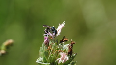 Ceratina floridana