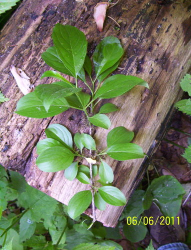 Rhamnus davurica iNat (3)