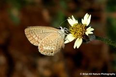 Euchrysops malathana