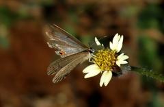 Euchrysops malathana