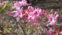 Rhododendron periclymenoides