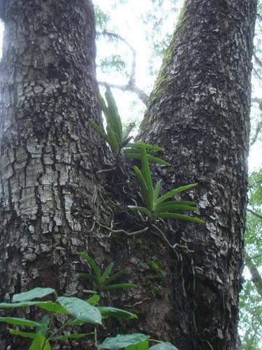 Acampe pachyglossa