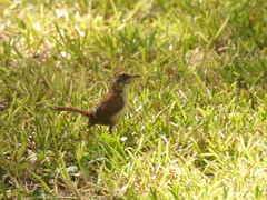 Thryothorus ludovicianus