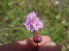 Boerhavia purpurascens