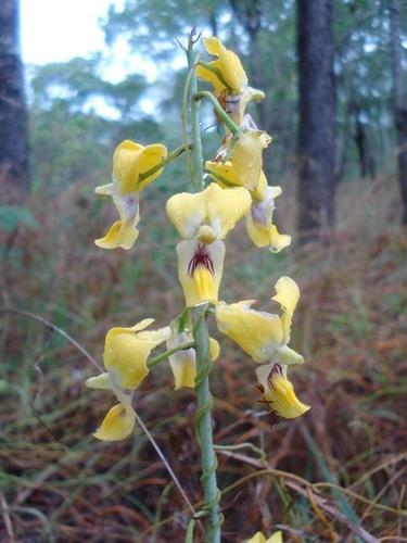 Golden Harlequin