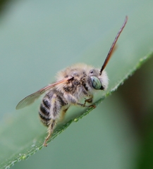 Melissodes agilis