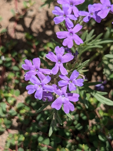 Image of Broad-Lobe Mock Vervain (Glandularia latilobata) by (c) Dominic Gentilcore, some rights reserved (CC BY)