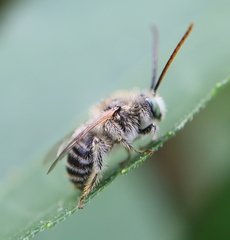 Melissodes agilis