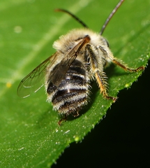 Melissodes agilis