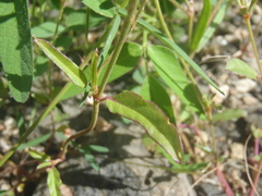 Boerhavia purpurascens