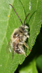 Melissodes agilis