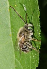Melissodes agilis