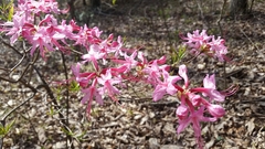 Rhododendron periclymenoides