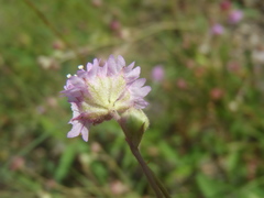 Boerhavia purpurascens
