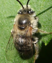 Melissodes agilis