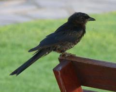 Dicrurus adsimilis apivorus