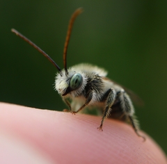 Melissodes agilis