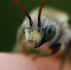 Melissodes agilis