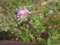 Boerhavia purpurascens